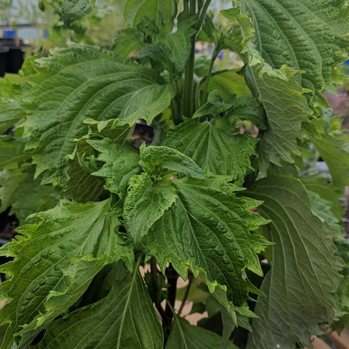 Plant image Perilla frutescens