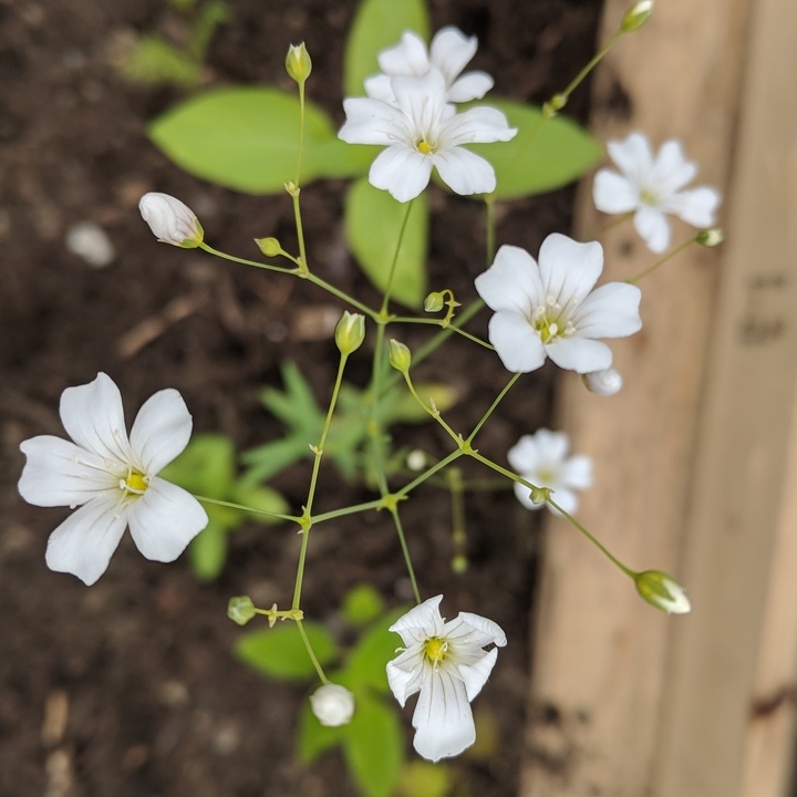 Plant image Gypsophila elegans