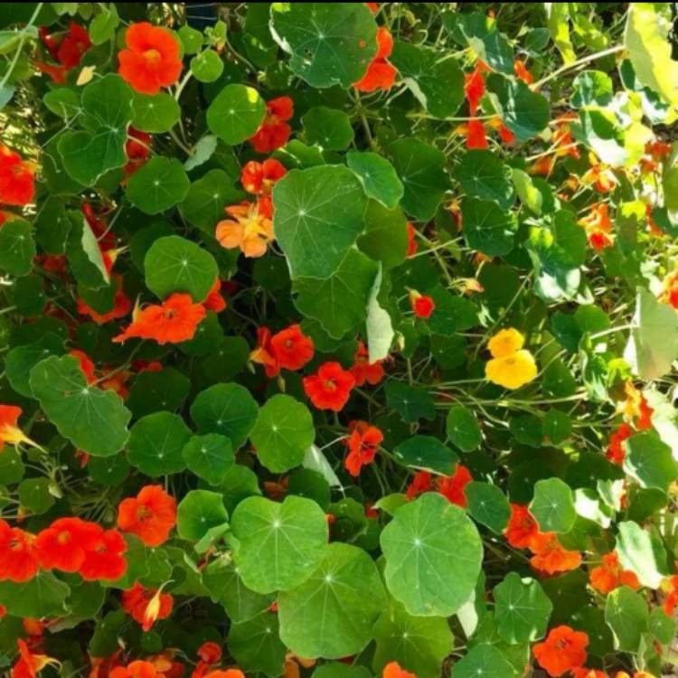Plant image Tropaeolum majus 'Jewel Mix' (Mix)