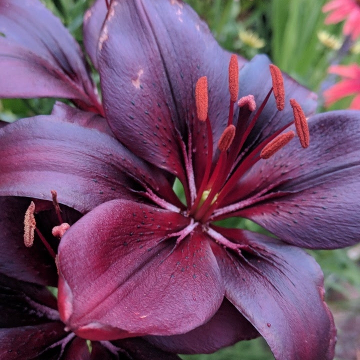plant image 802434