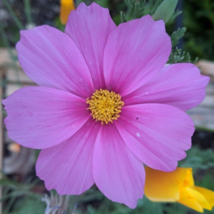 Plant image Cosmos 'Sonata Pink Blush'