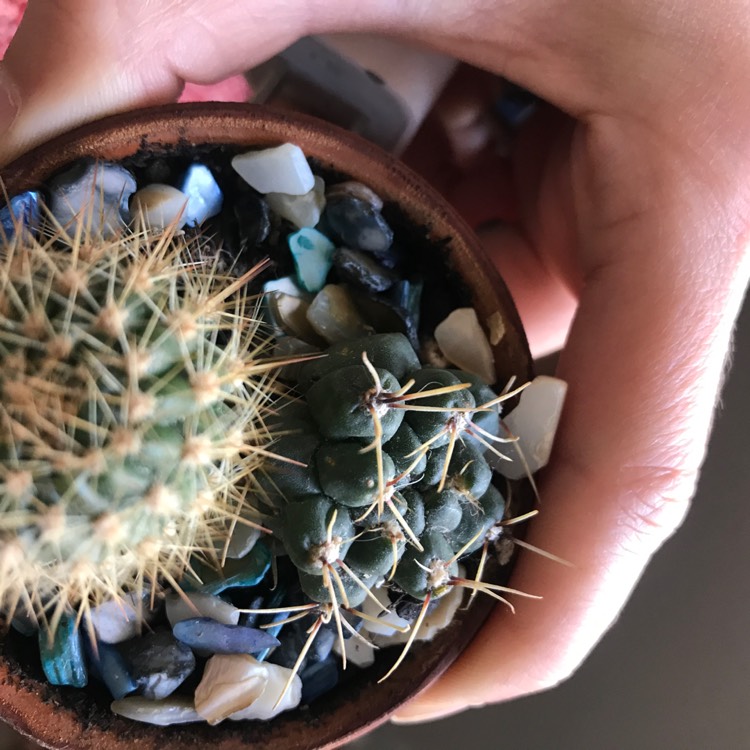 plant image 1011305