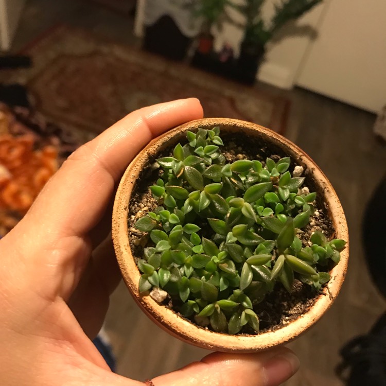 plant image 1087918