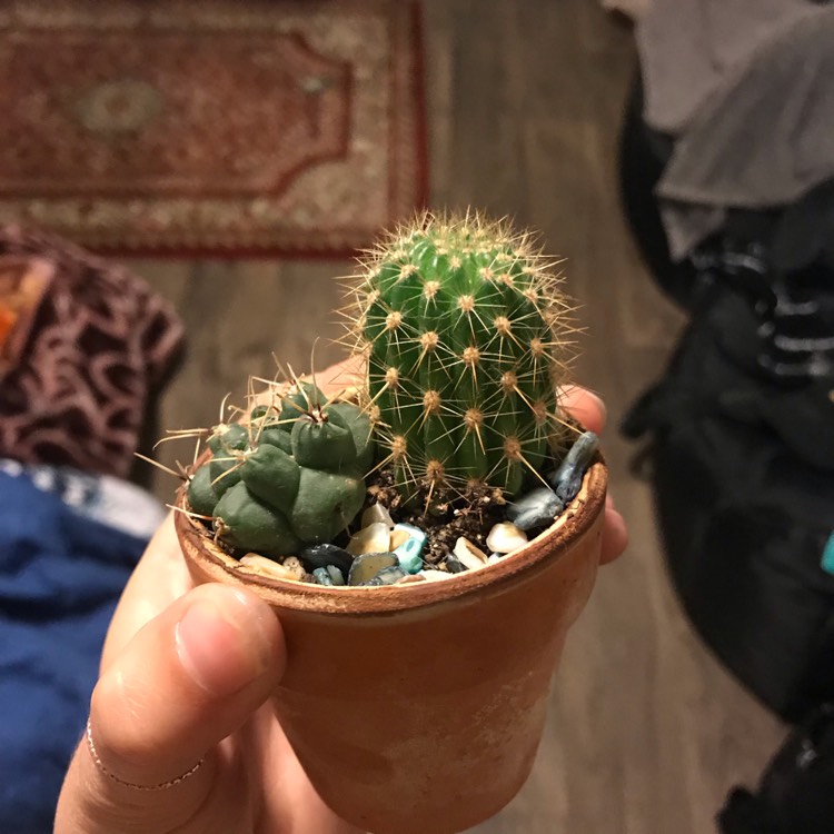 plant image 1087921