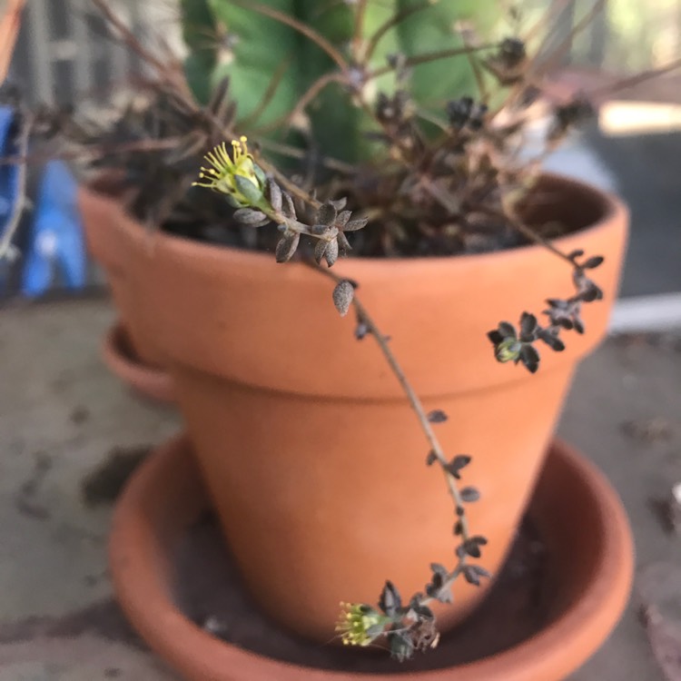 Plant image Lenophyllum Texanum