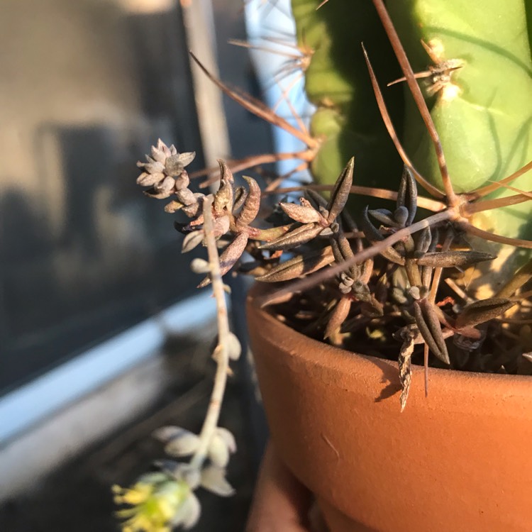 plant image 895691
