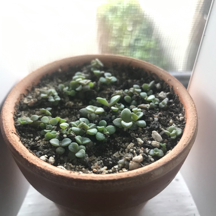 plant image 980371