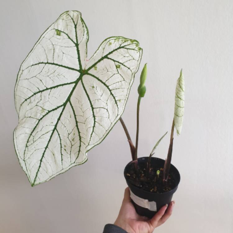 Plant image Caladium 'White Christmas'