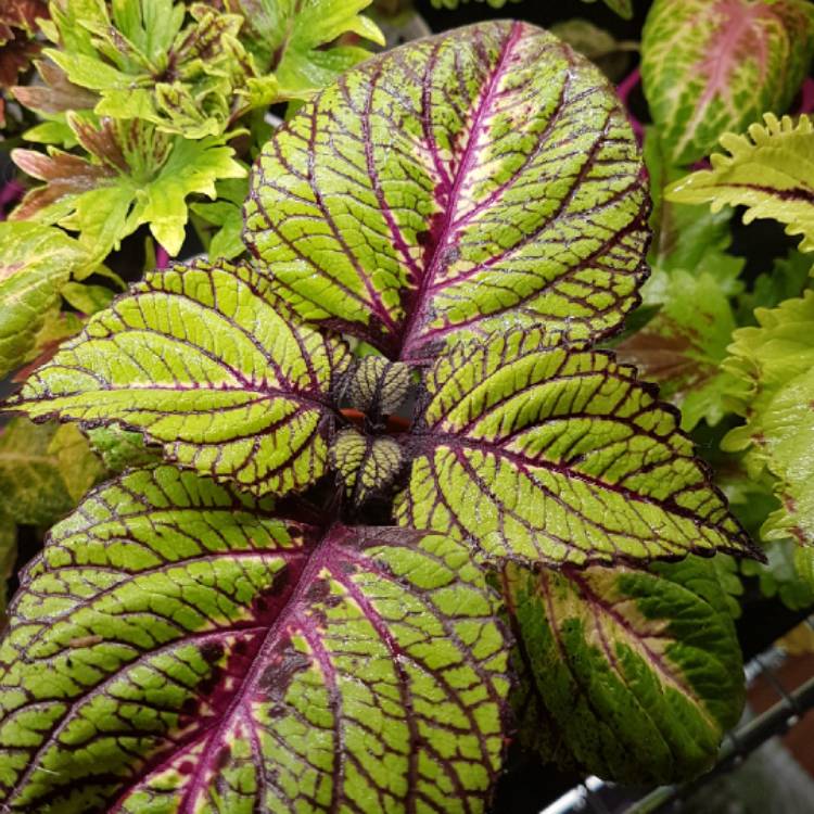 Plant image Plectranthus scutellarioides 'Fishnet Stocking'