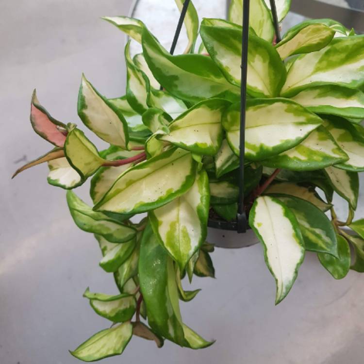 Plant image Hoya Carnosa 'Tricolor'
