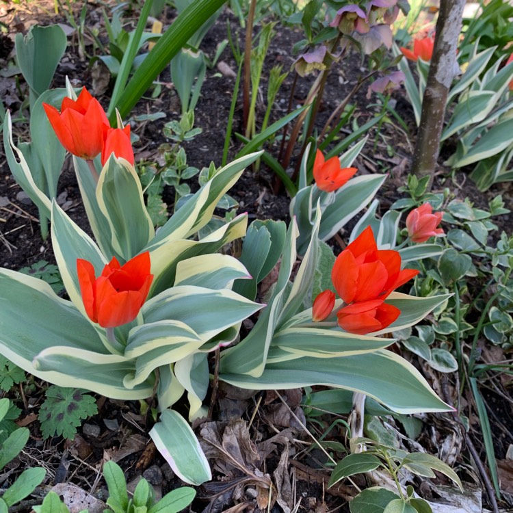 Plant image Tulipa praestans 'Unicum'