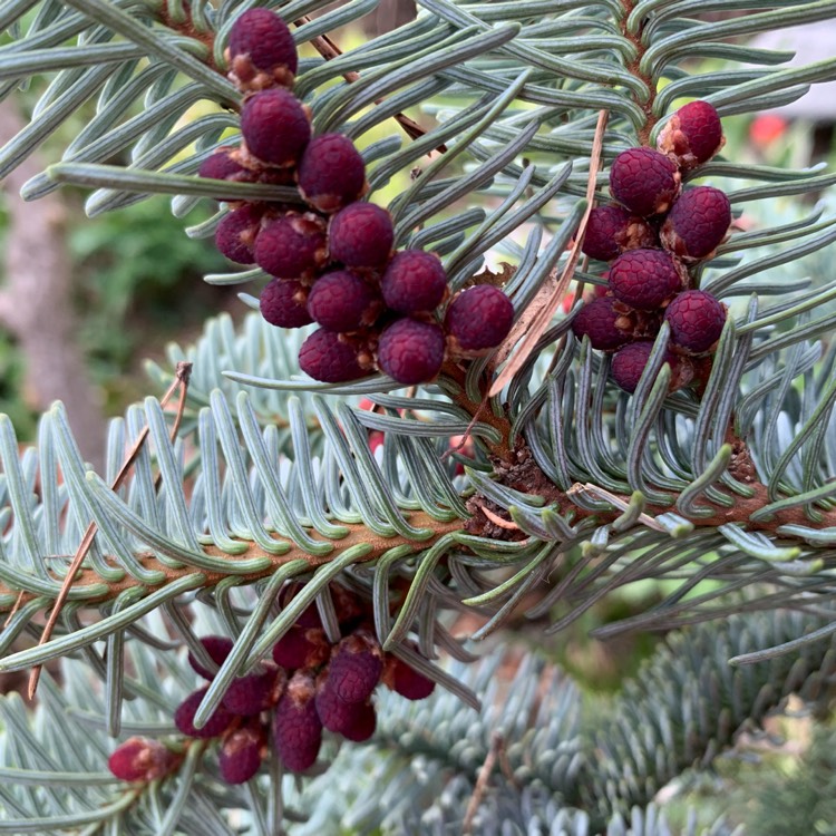 Plant image Abies