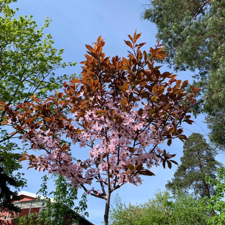 plant image 1044620