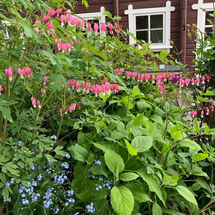 plant image 1054646