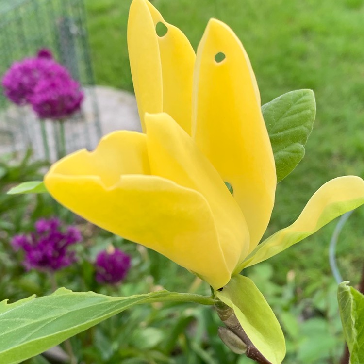 plant image 1060934