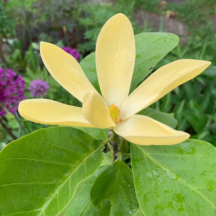 Plant image Magnolia 'Daphne'