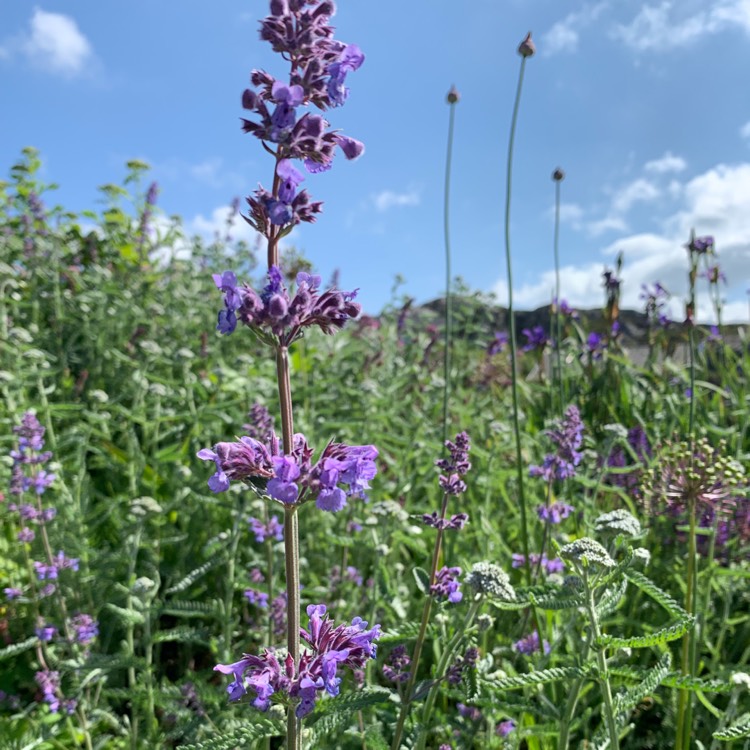 Plant image Nepeta 'Six Hills Giant'