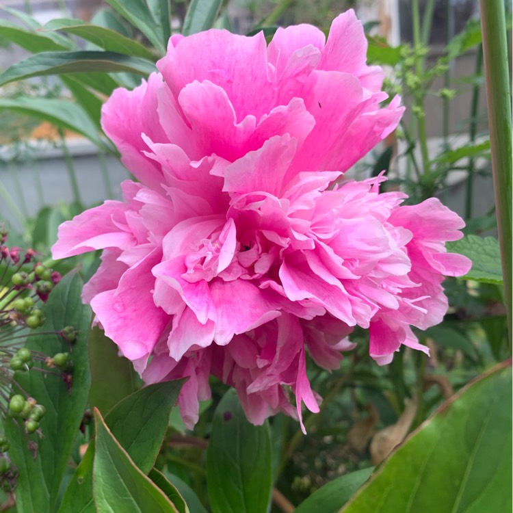 Plant image Paeonia lactiflora 'Doctor Alexander Fleming'