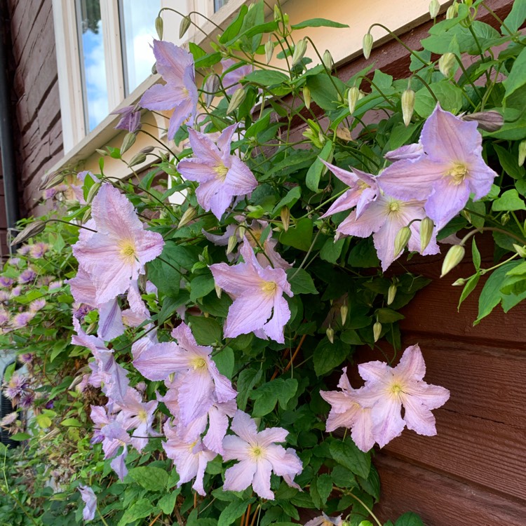 plant image 1129845