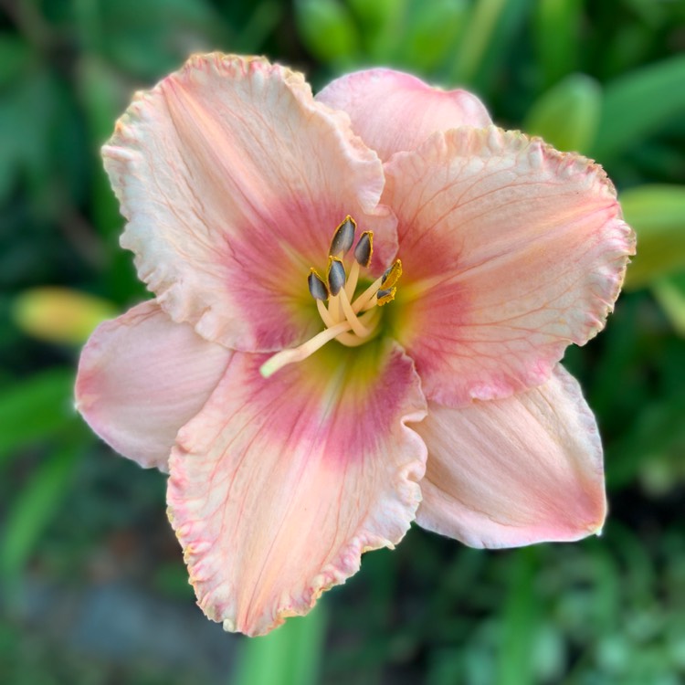 Plant image Hemerocallis 'Strawberry Candy'