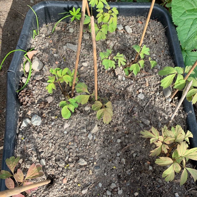 Plant image Paeonia rockii