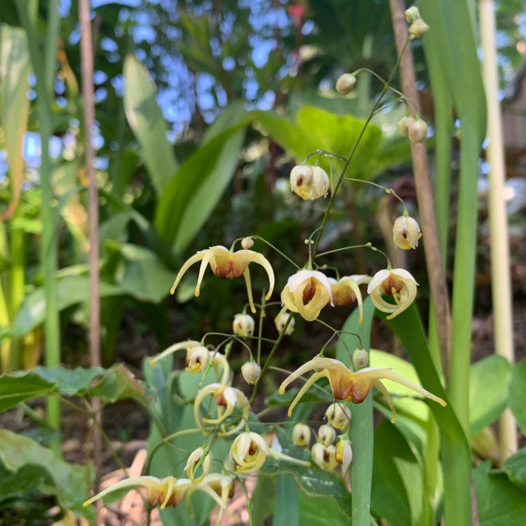plant image 1350127