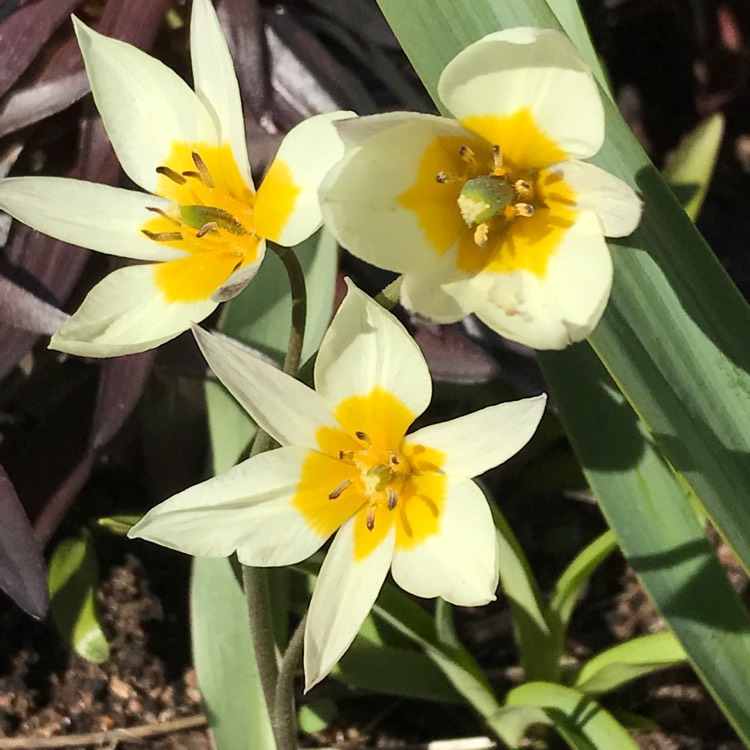 Plant image Tulipa turkestanica