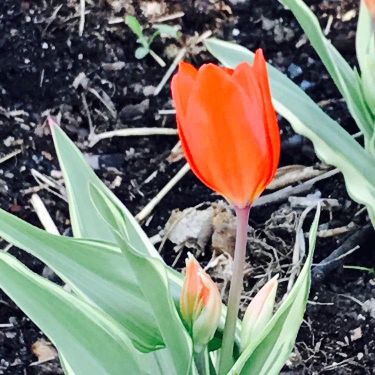 plant image 389801