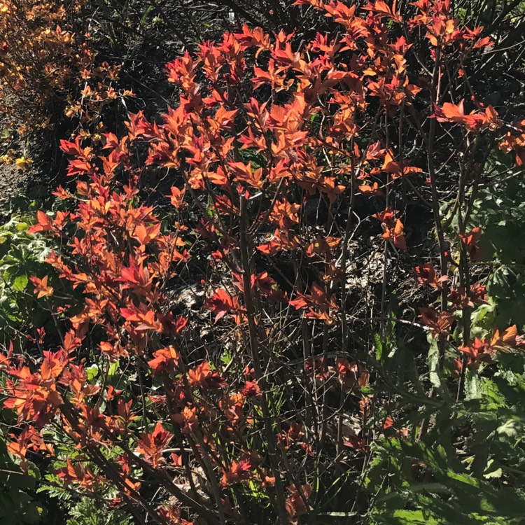 plant image 389855