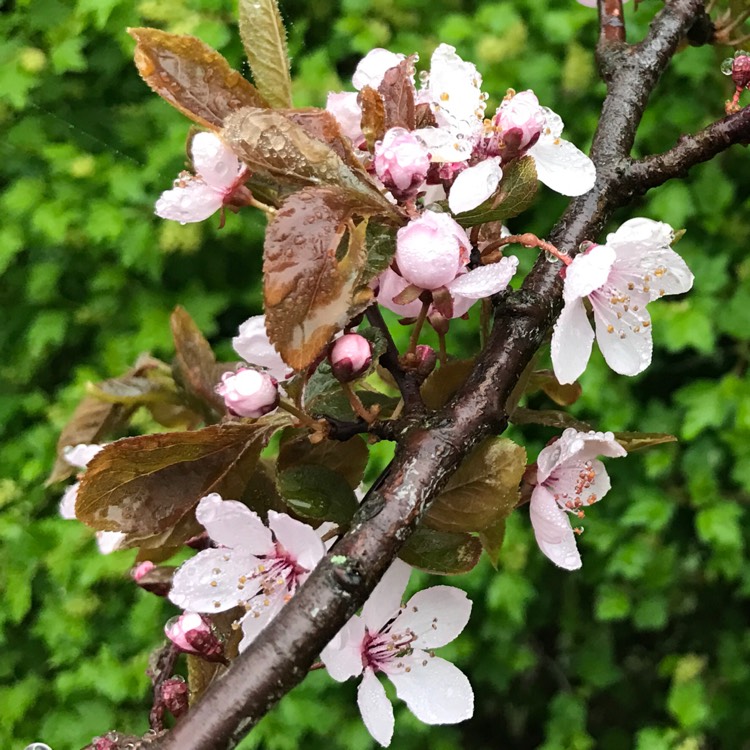 Plant image Prunus cerasifera 'Nigra'