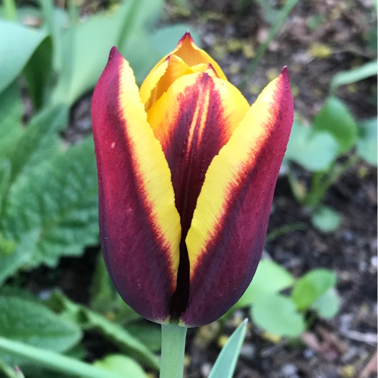 plant image 407259