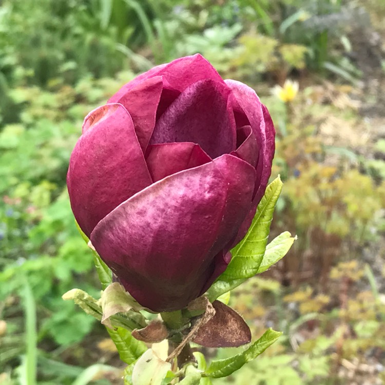 plant image 408327