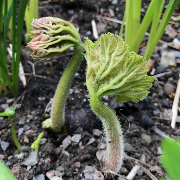 Plant image Astilboides tabularis
