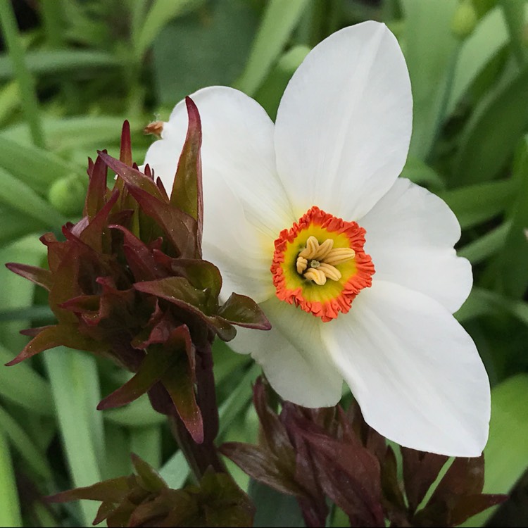 Plant image Narcissus 'Actaea'
