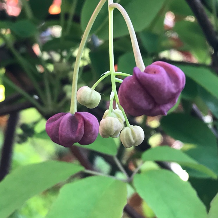 Plant image Akebia quinata