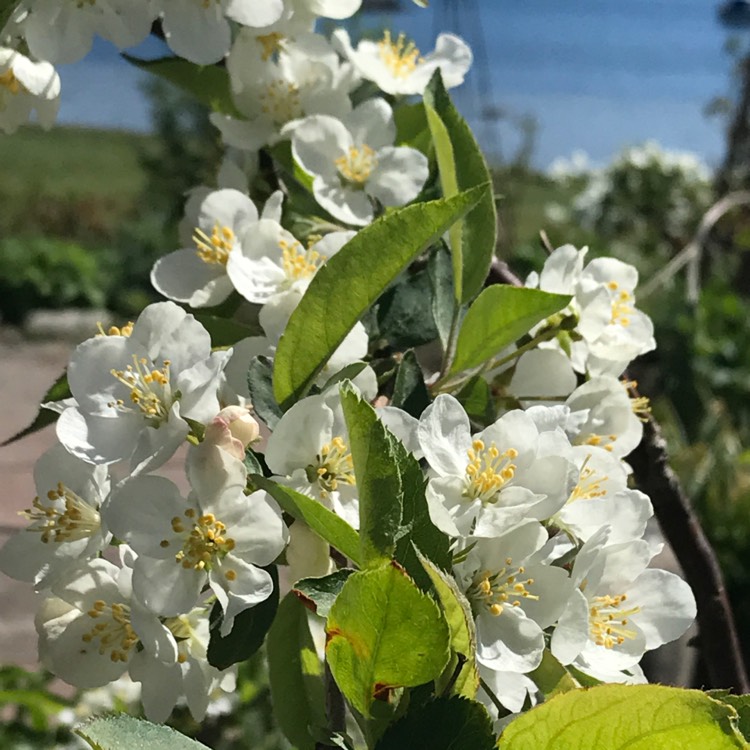 plant image 419036