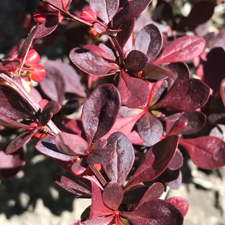 Plant image Berberis