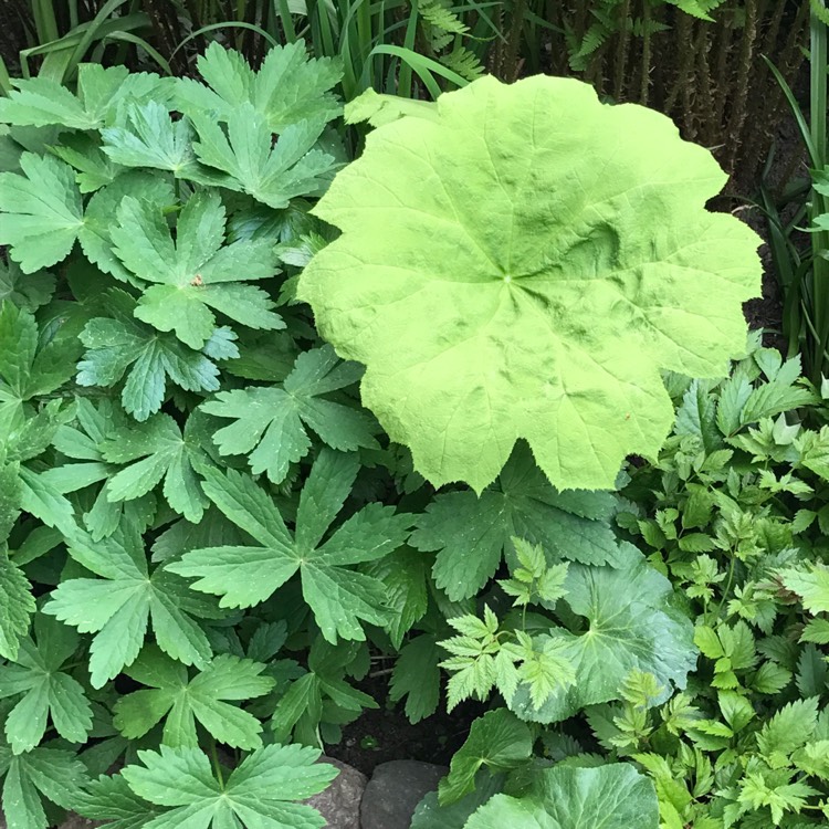 plant image 423828