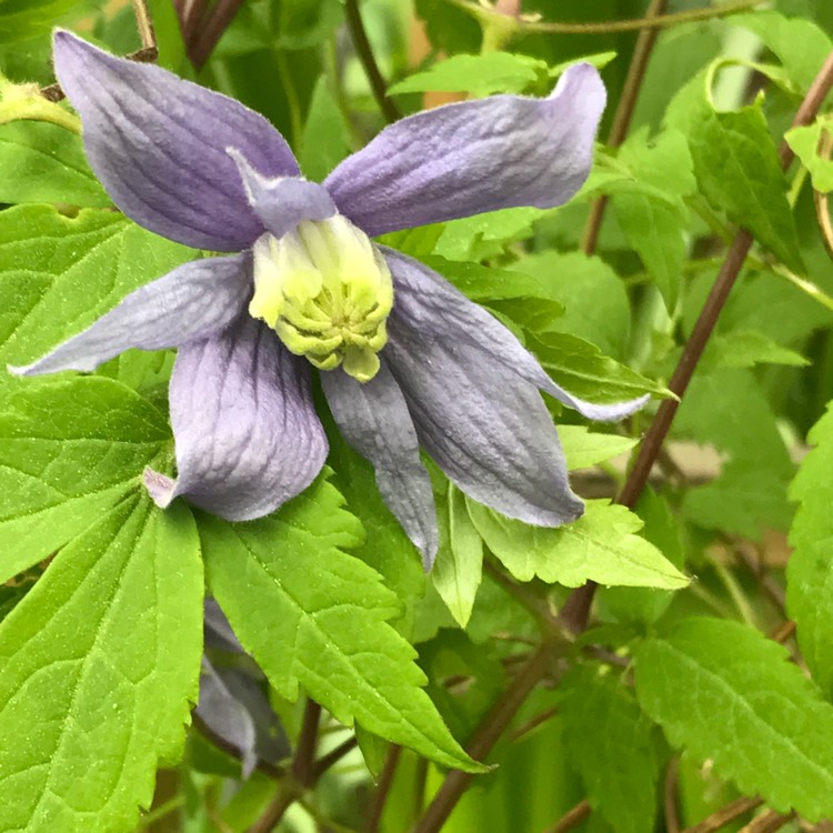Plant image Clematis alpina