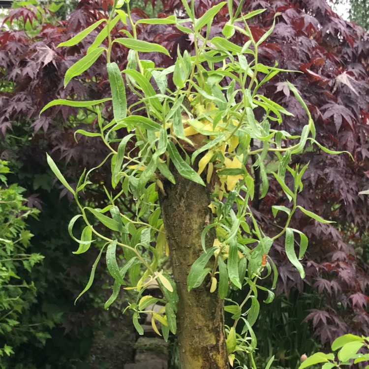 Plant image Salix babylonica var. pekinensis 'Tortuosa'