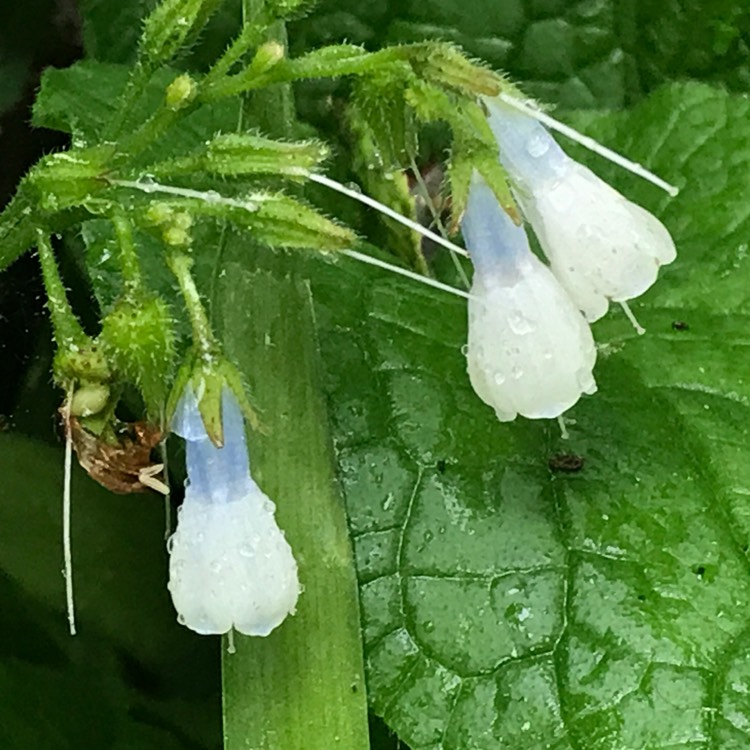 Plant image Symphytum