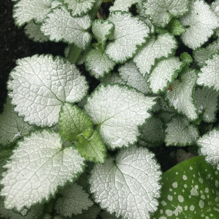 Plant image Lamium 'Maculatum' Beacon Silver'