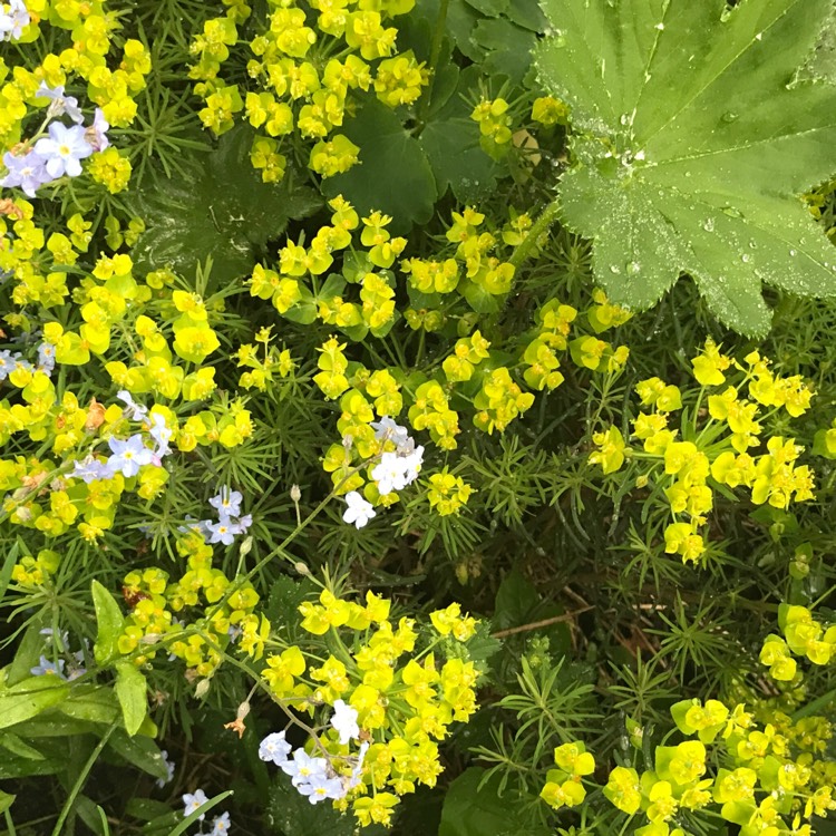 Plant image Euphorbia cyparissias 'Fen's Ruby'