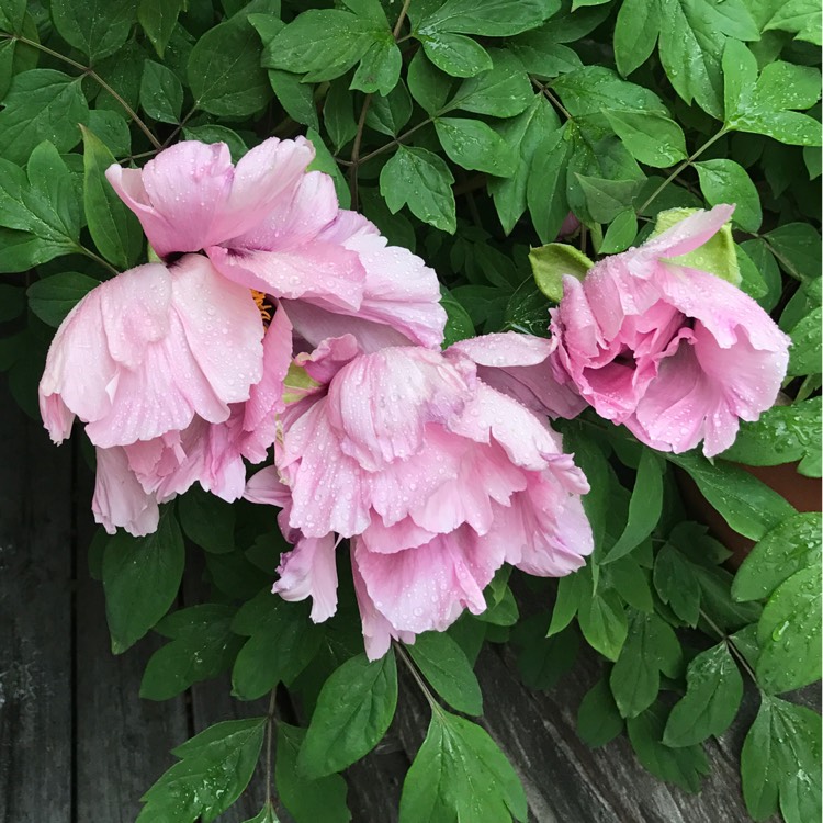 Plant image Paeonia rockii