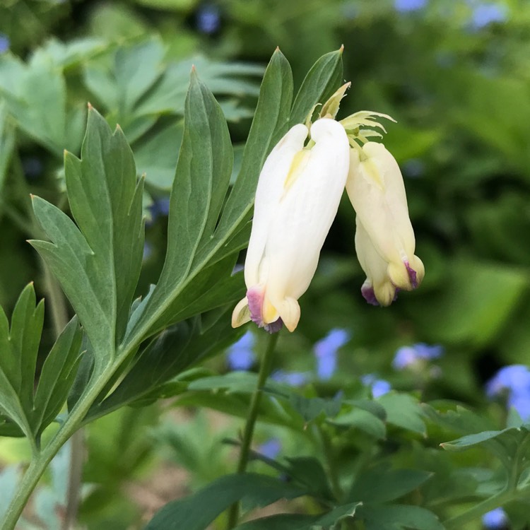 Plant image Dicentra formosa 'Aurora'
