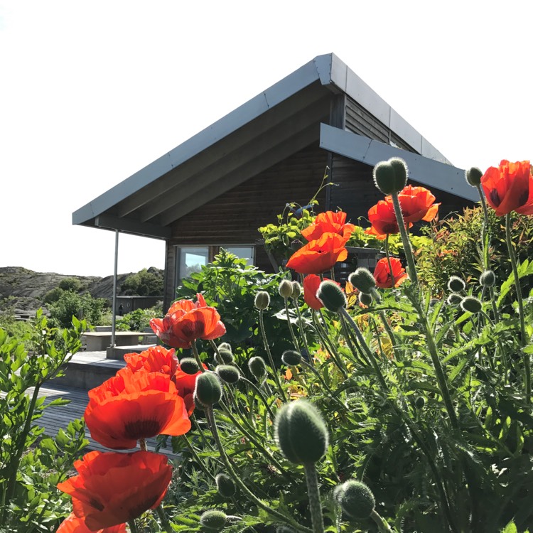 Plant image Papaver orientale 'Brilliant'