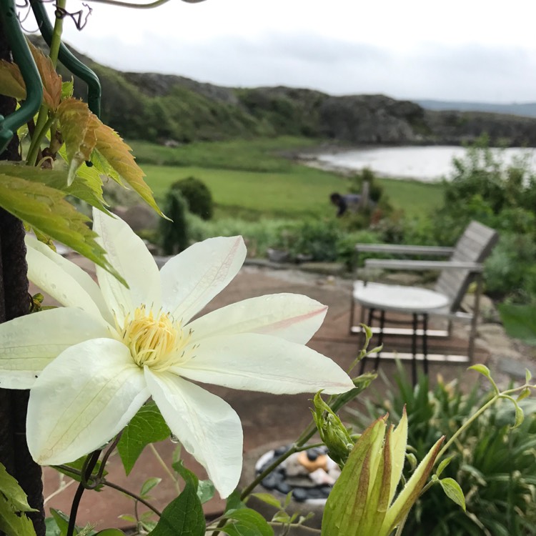 Plant image Clematis 'Wadas Primrose'