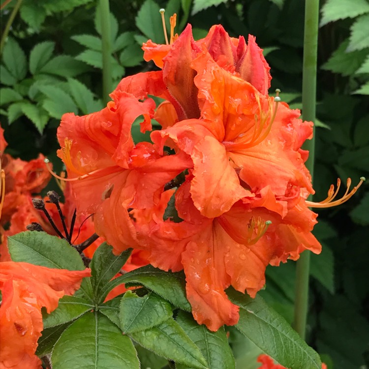 Plant image Rhododendron 'Gibraltar'