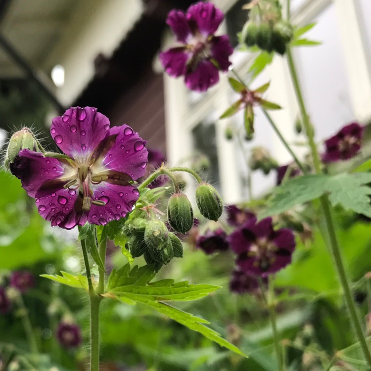Plant image Geranium phaeum 'Samobor'