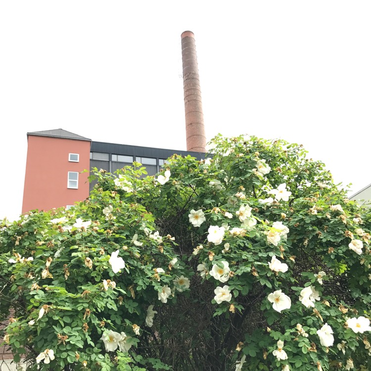 Plant image Rosa 'Nevada'